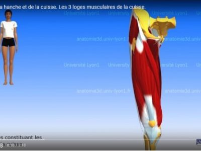 Anatomie-en-3d-1
